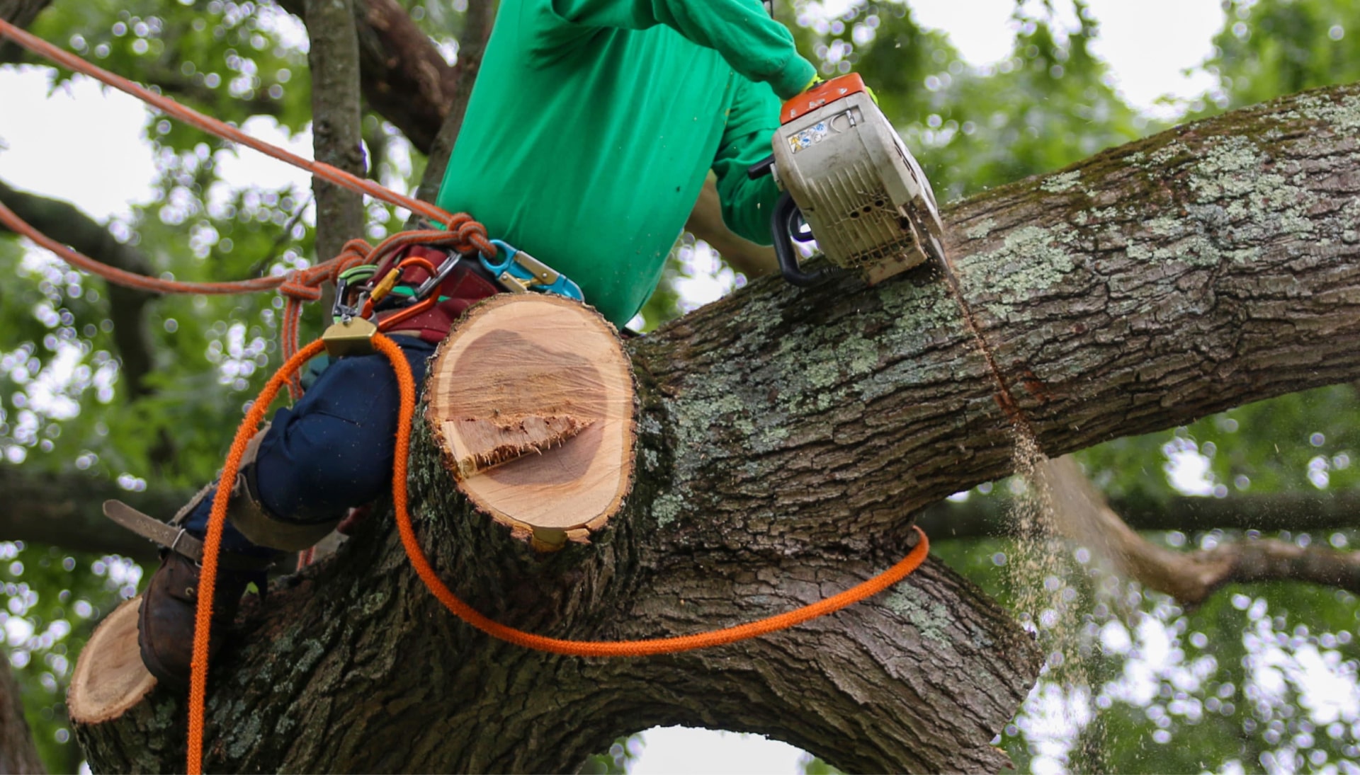 Relax with Arlington best tree removal.