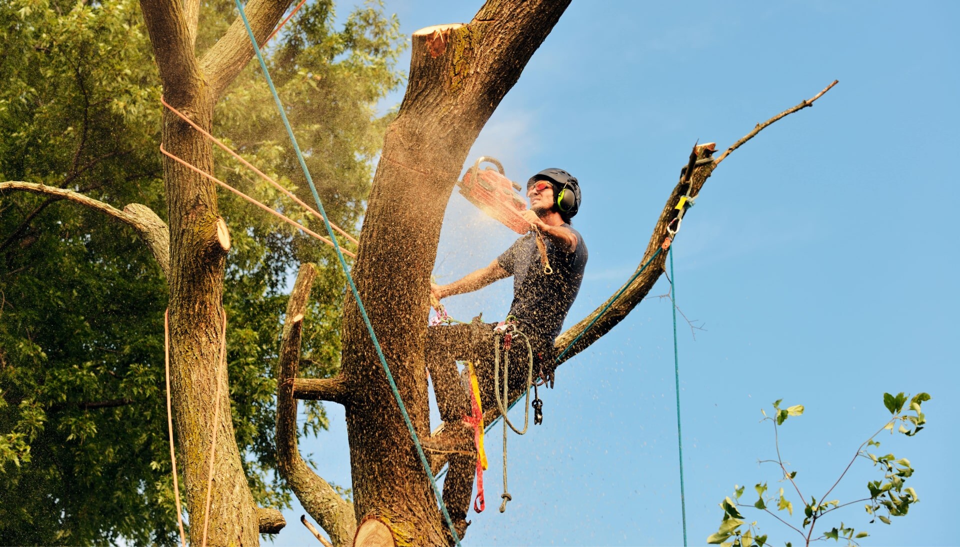 Arlington tree removal experts solve tree issues.