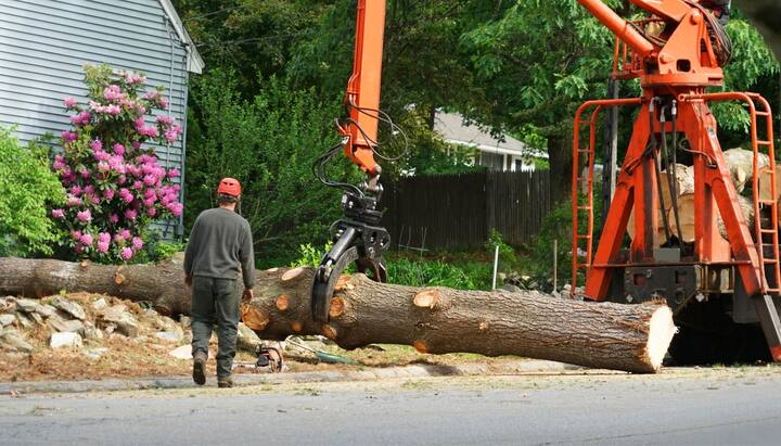 Local partner for Tree removal services in Arlington