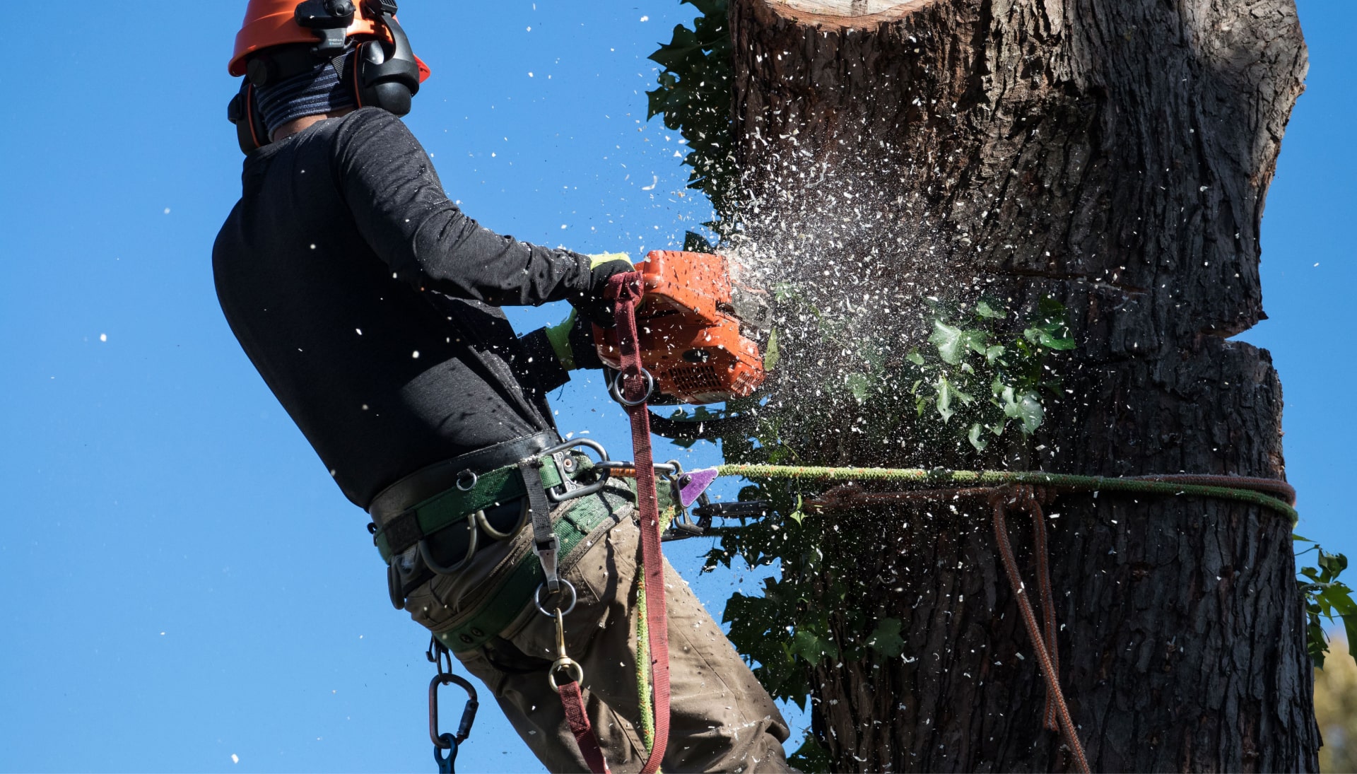 Professional Tree removal solutions in Arlington