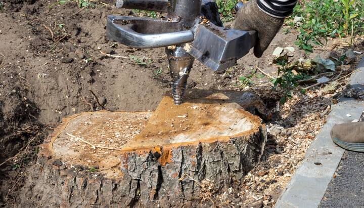 Arlington Tree stump removal